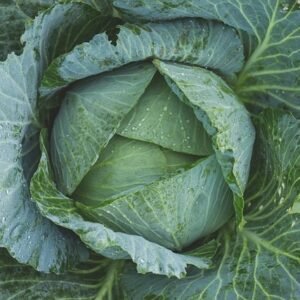 Cabbage