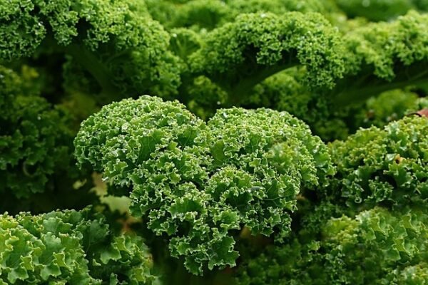 Luchious, green kale