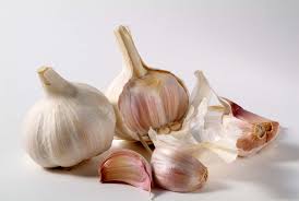 garlic