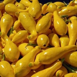 Tender, juicy yellow squash