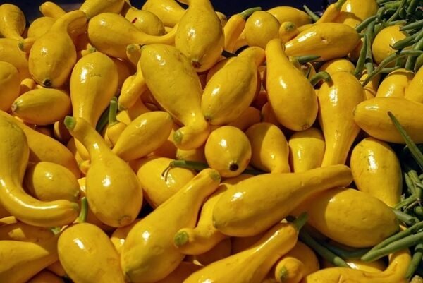 Tender, juicy yellow squash