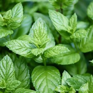 Peppermint Plants