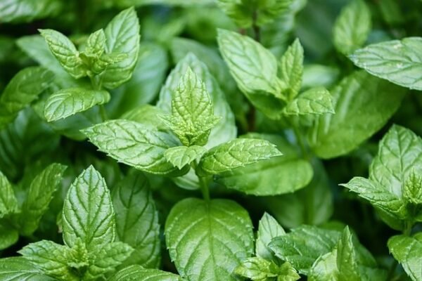 Peppermint Plants