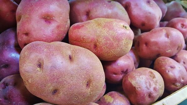 Red Potatoes