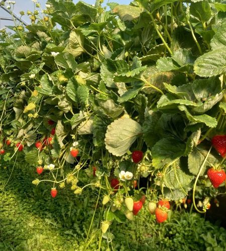 Strawberries at Jay Maust Farm